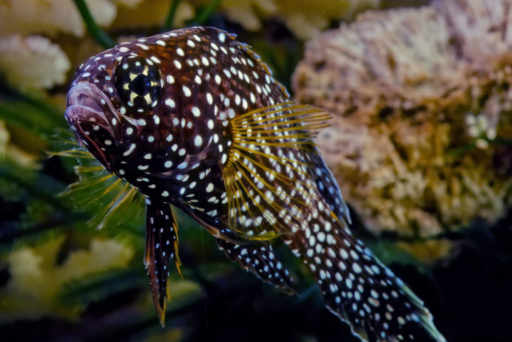 Langflossen-Rundkopfhaie (Plesiopidae)