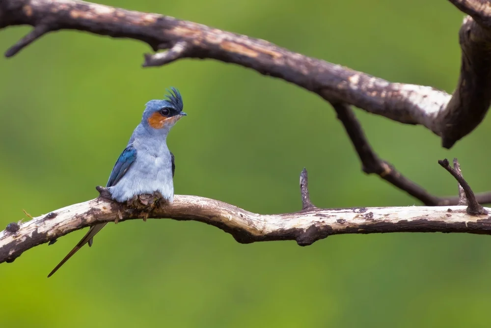 Langflügel-Segler (Hemiprocne longipennis)
