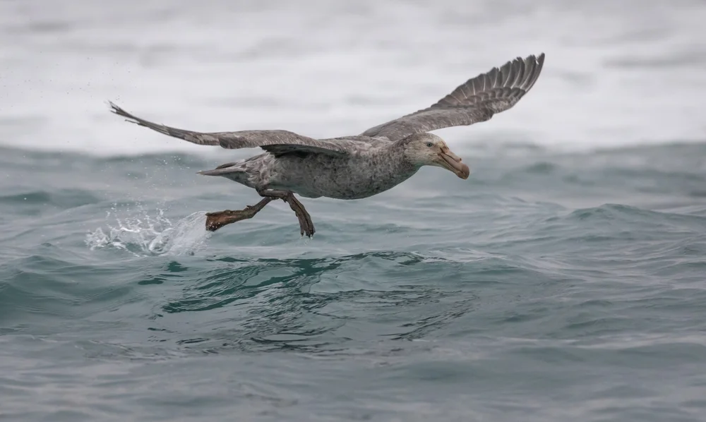 Langflügel-Sturmvogel (Pseudobulweria macgillivrayi)