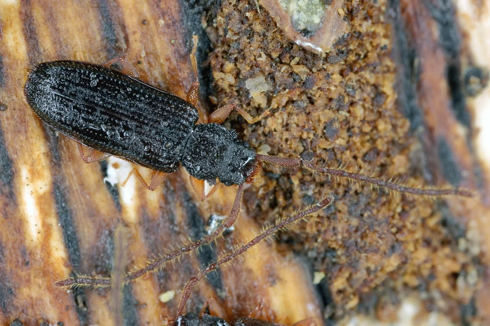 Langhörniger Raubplattkäfer