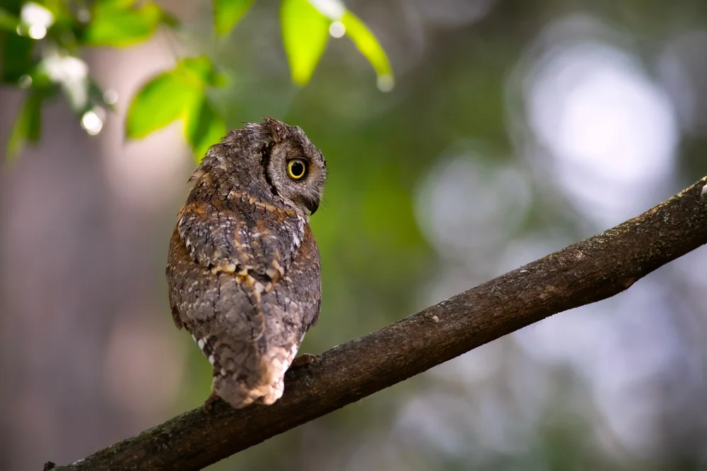 Langohr-Zwergohreule (Otus longicomis)