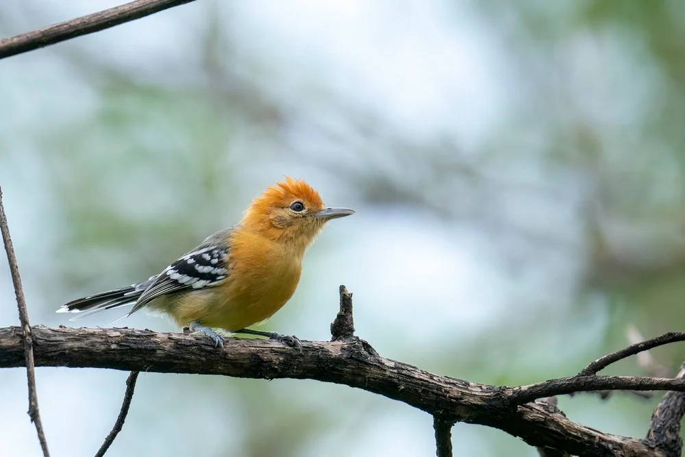 Langschnabel-Ameisenwürger (Herpsilochmus longirostris)
