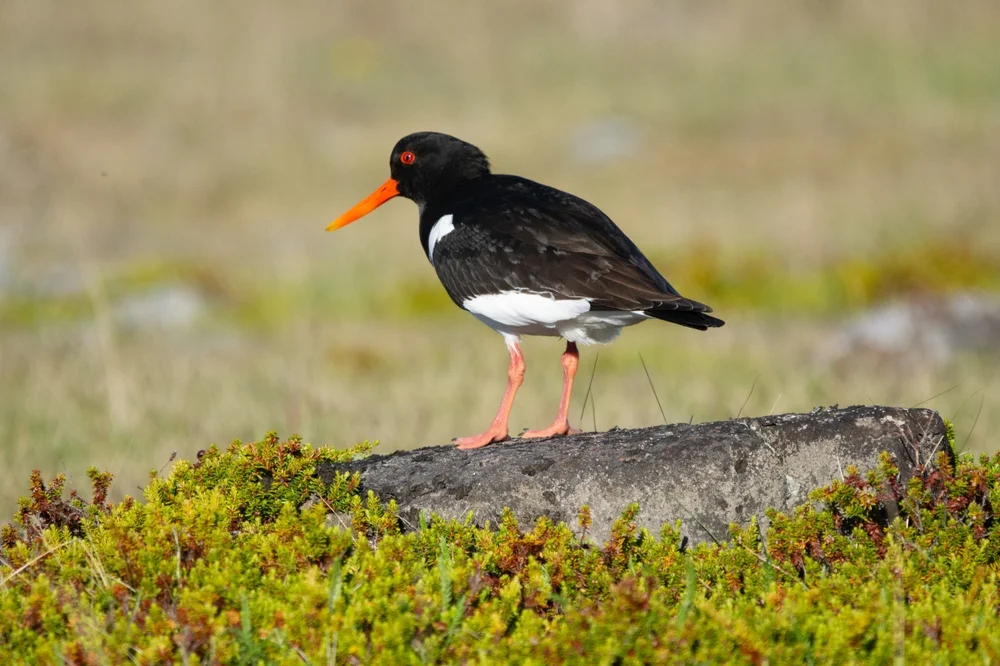 Langschnabel-Austernfischer (Haematopus longirostris)