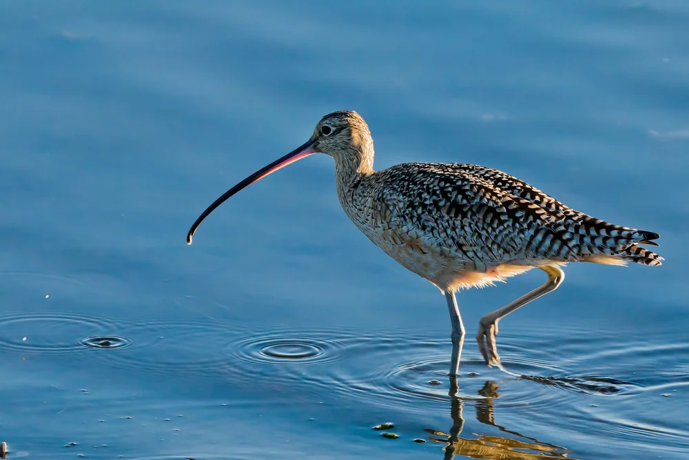 Langschnabel-Brachvogel (Numenius americanus)