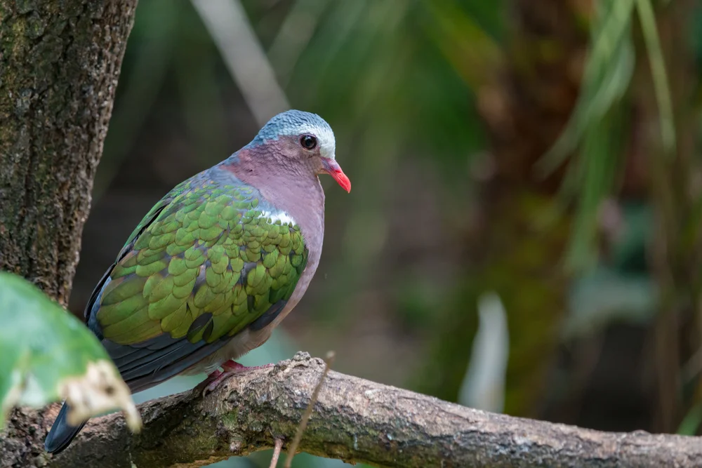 Langschnabel-Fruchttaube (Chalcophaps longirostris)
