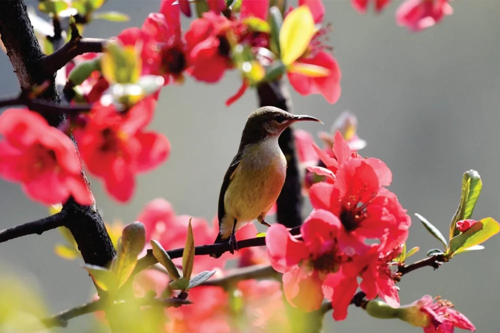 Langschnabel-Spinnenjäger (Arachnothera longirostra)
