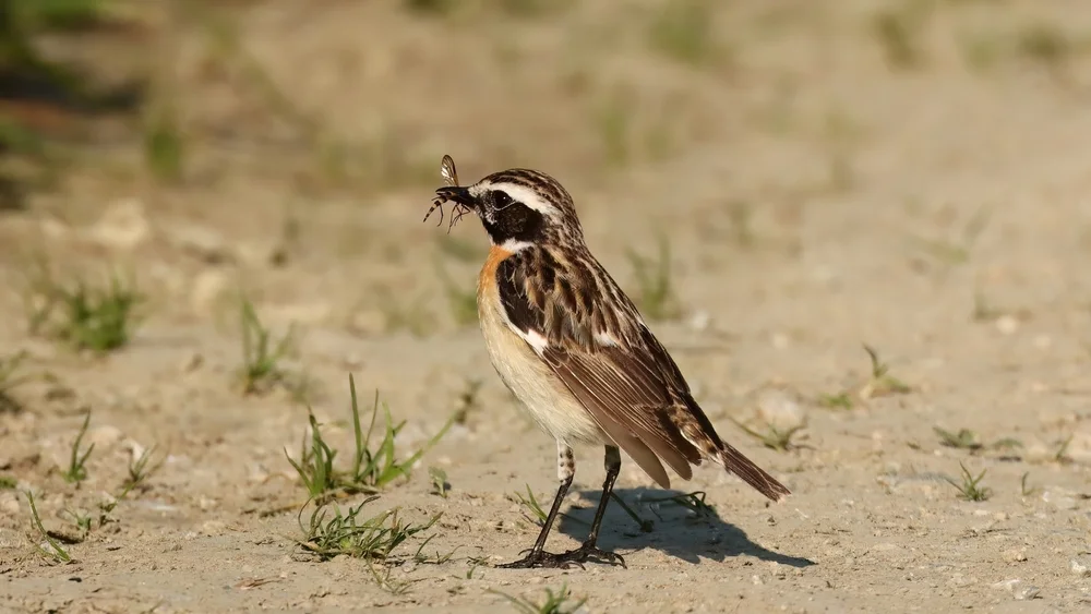Langschnabel-Steinschmätzer (Saxicola macrorhynchus)