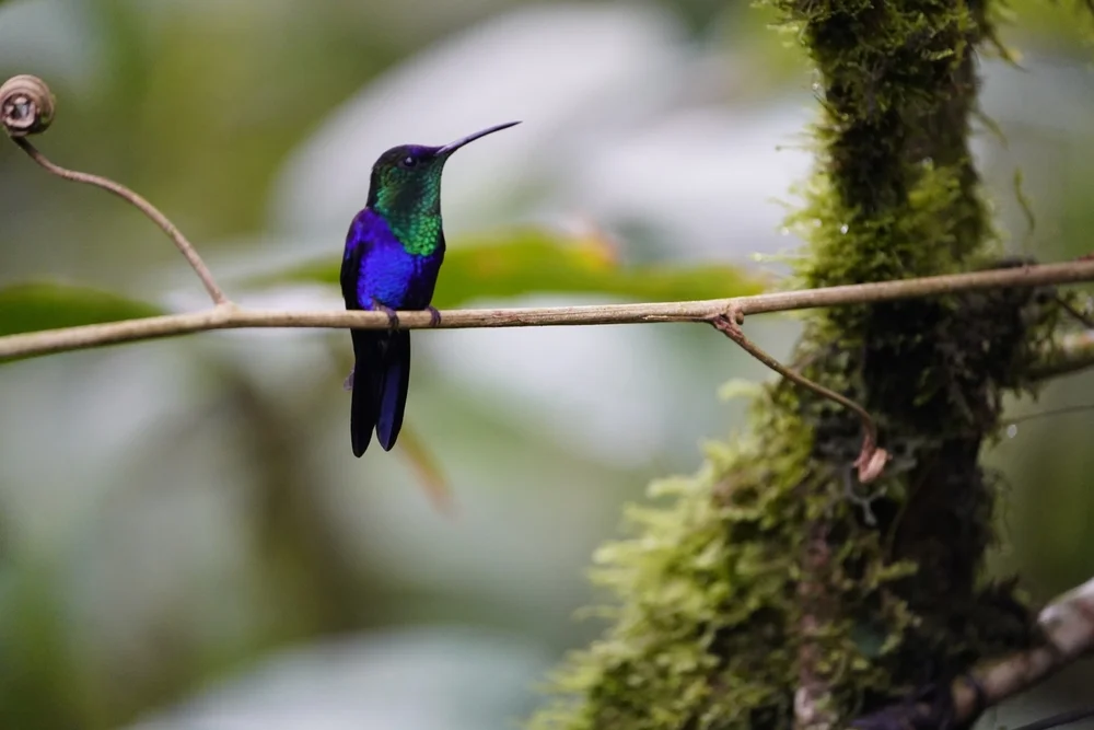 Langschwanz-Fruchtkolibri (Thalurania colombica)