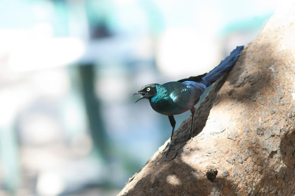 Langschwanz-Glanzstar (Lamprotornis caudatus)
