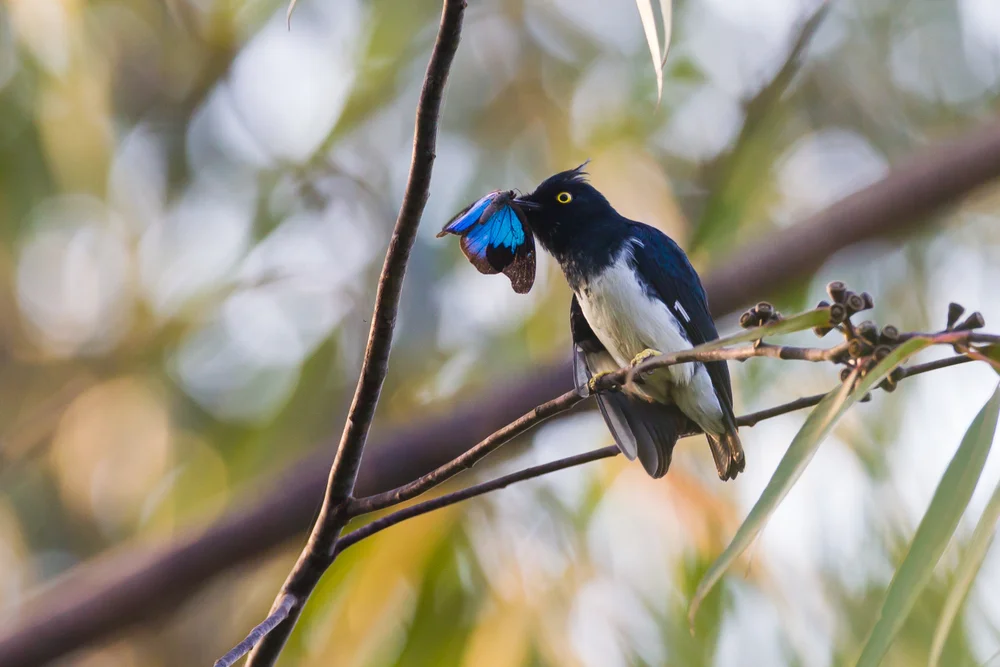 Langschwanz-Laubenvogel (Bias musicus)