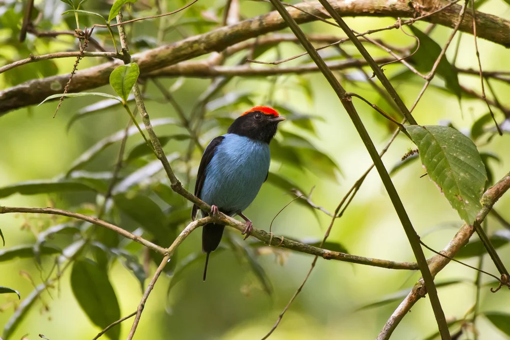 Langschwanz-Manakin (Chiroxiphia caudata)