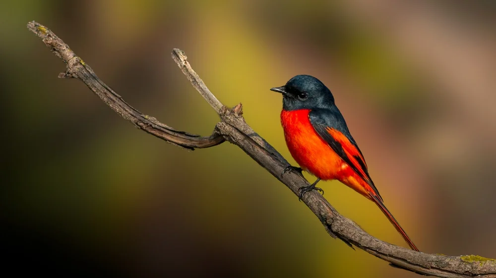 Langschwanz-Minivett (Pericrocotus ethologus)