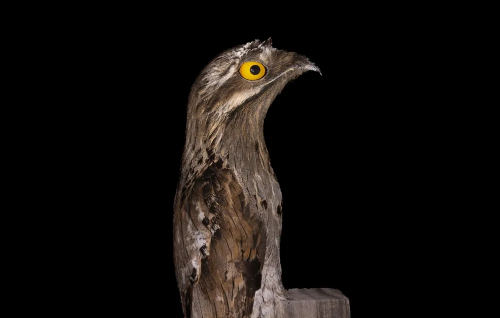 Langschwanz-Nachtschwalbe (Nyctibius aethereus)