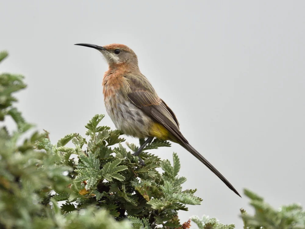 Langschwanz-Nektarschmätzer (Promerops gurneyi)
