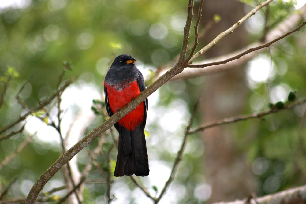 Langschwanz-Quetzal (Trogon melanurus)
