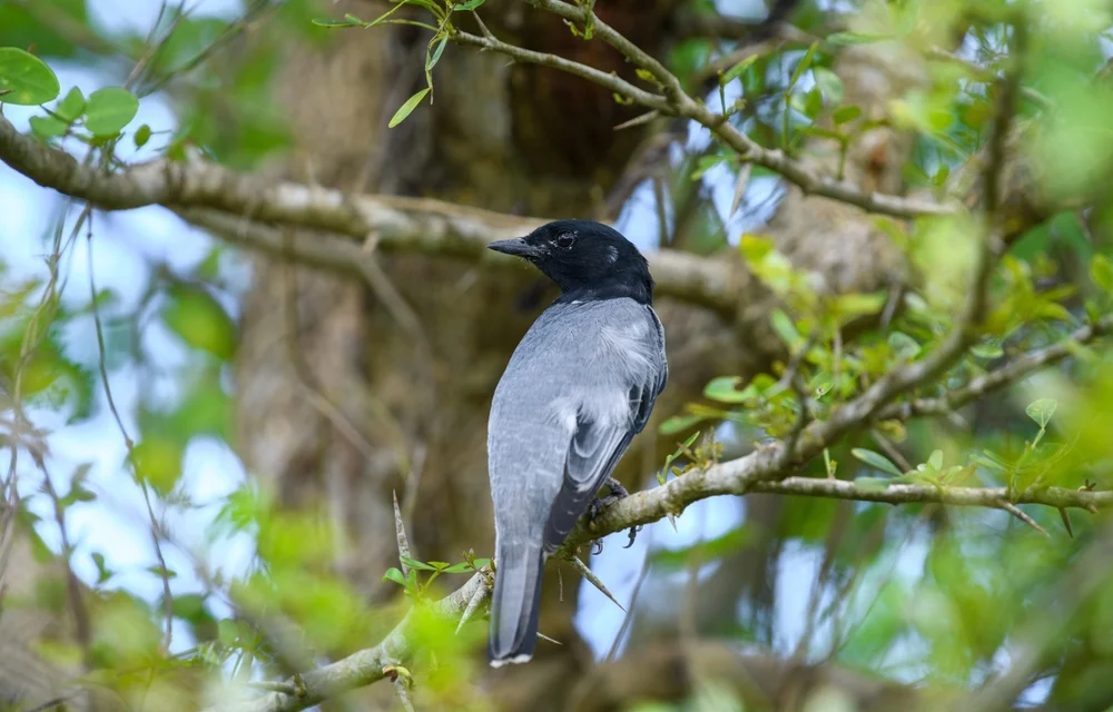 Langschwanz-Raupenfänger (Coracina longicauda)