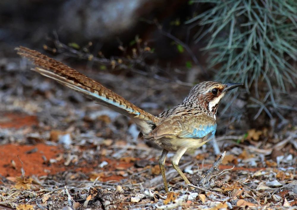 Langschwanz-Schopfwürger (uratelornis chimaera)