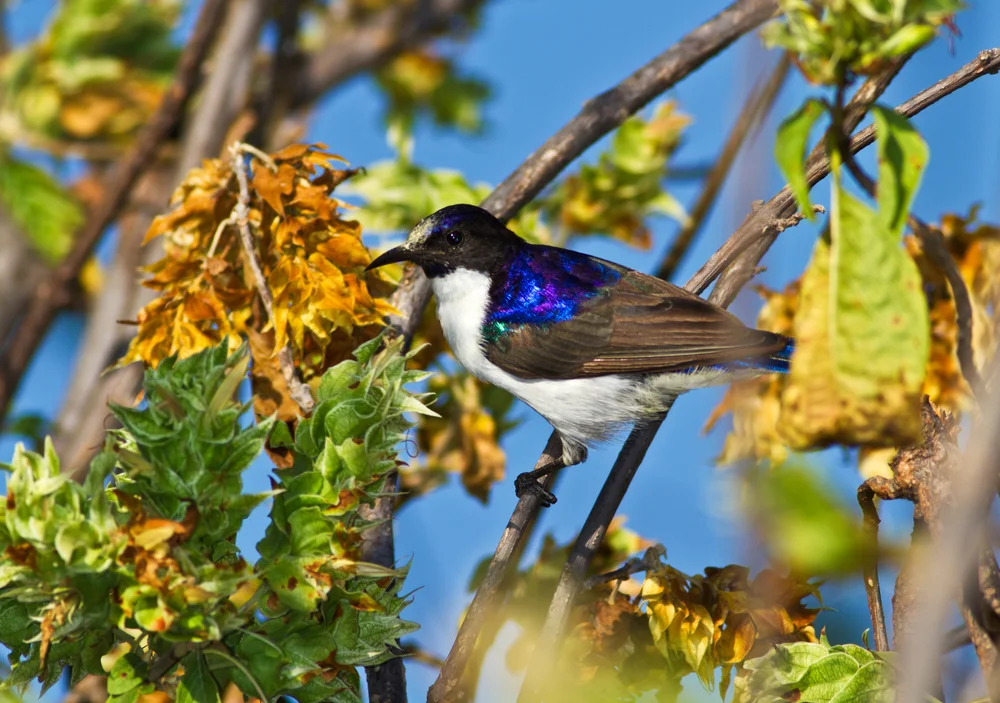 Langschwanz-Sonnennymphe