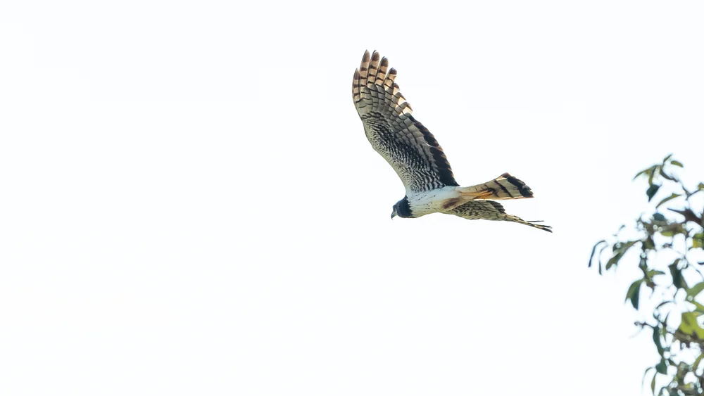 Langschwanz-Weihe (Circus buffoni)