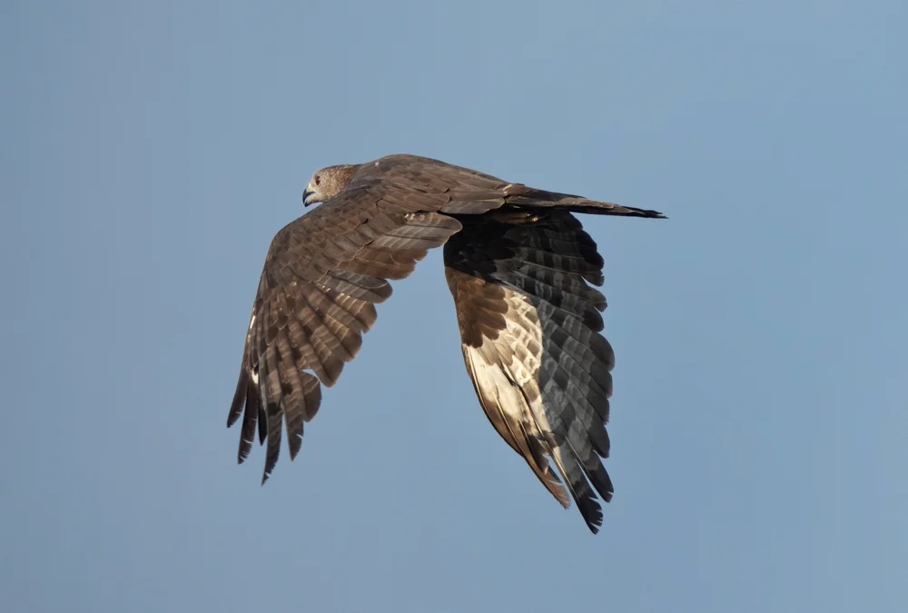 Langschwanz-Würgerling (Henicopernis longicauda)
