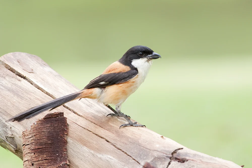 Langschwanzwürger (Lanius schach)