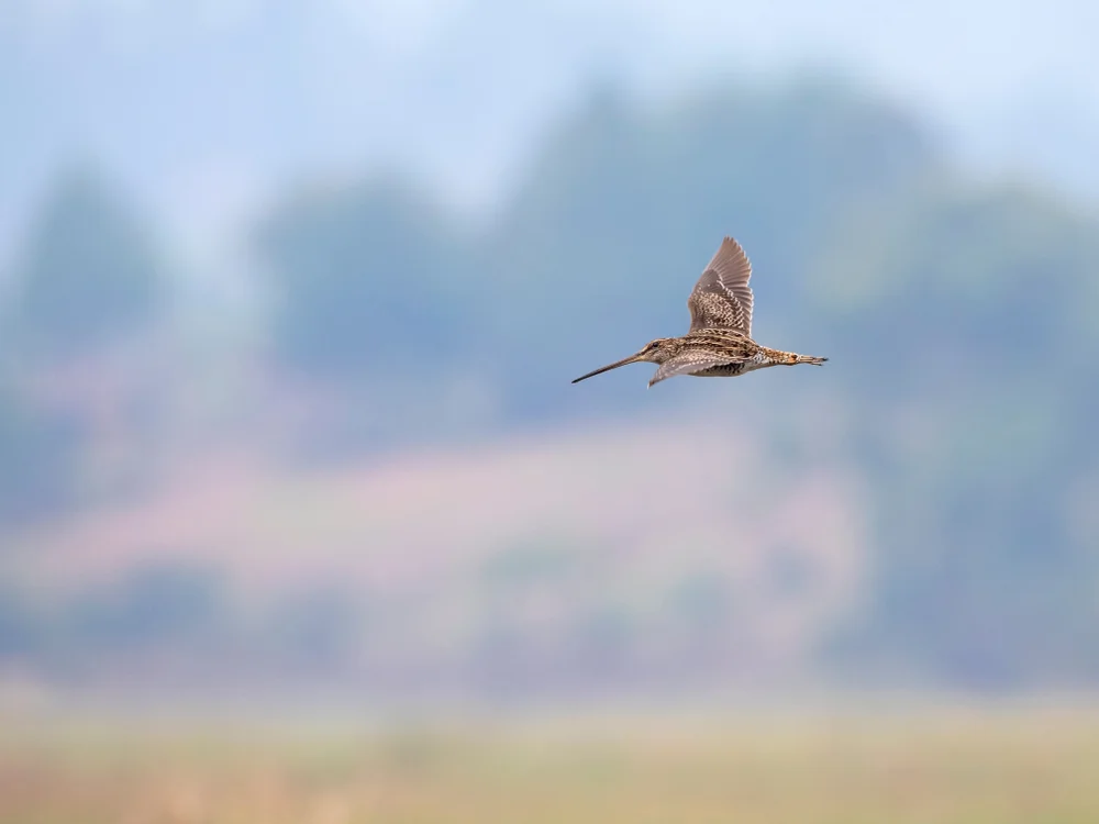 Langzehen-Schnepfenstrandläufer (Gallinago macrodactyla)