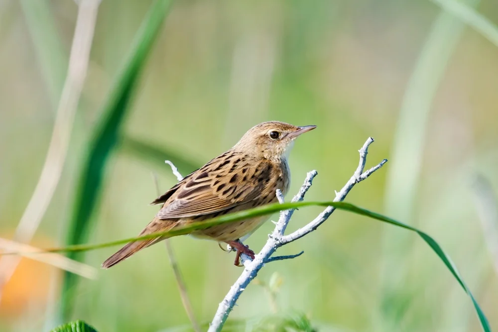 Lanzettschnabel-Grassänger (Locustella lanceolata)