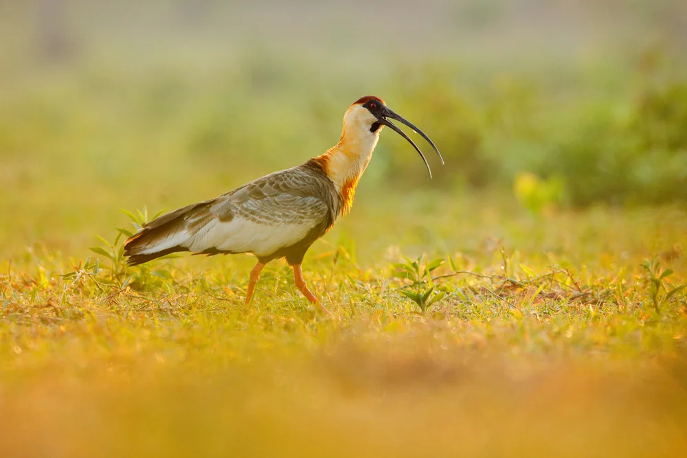 Lappenibis (Theristicus caerulescens)