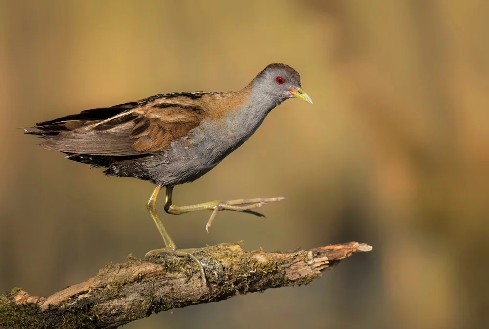 Lappenralle (Porzana paykullii)