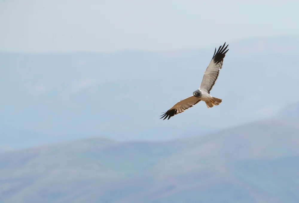Lappenweihe (Circus macrosceles)