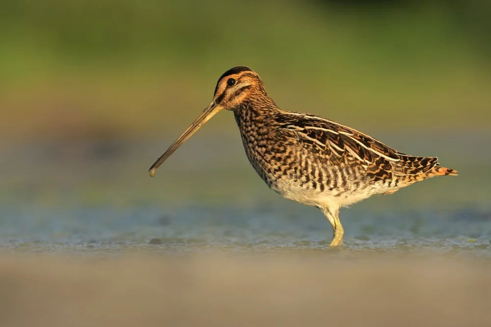 Latham-Schnepfe (Gallinago hardwickii)