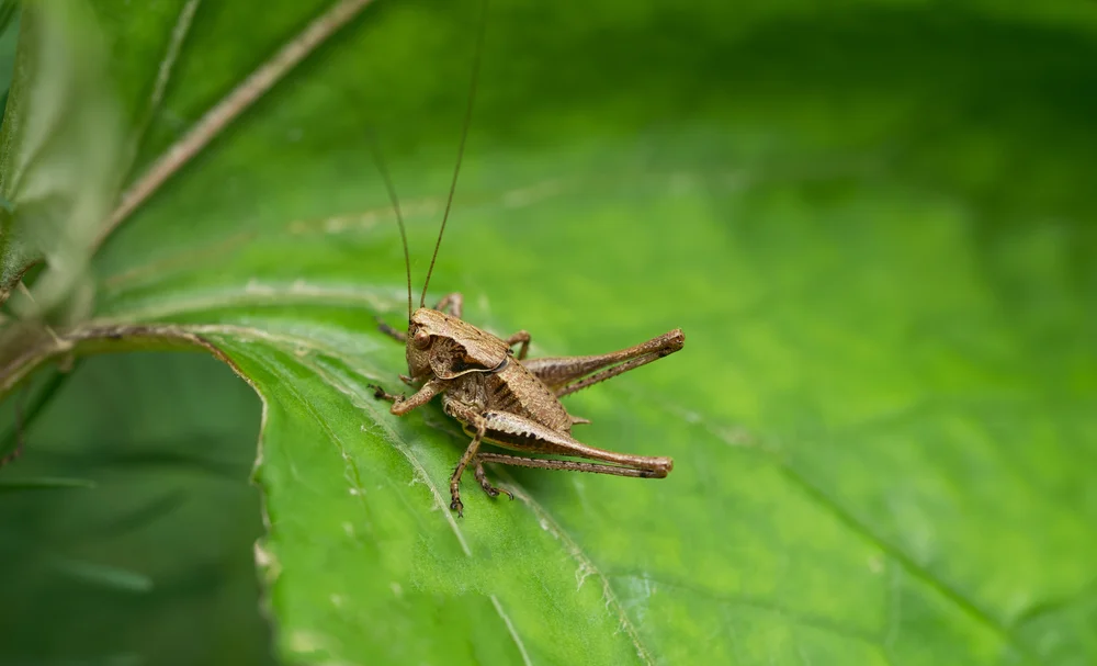 Laubheuschrecken