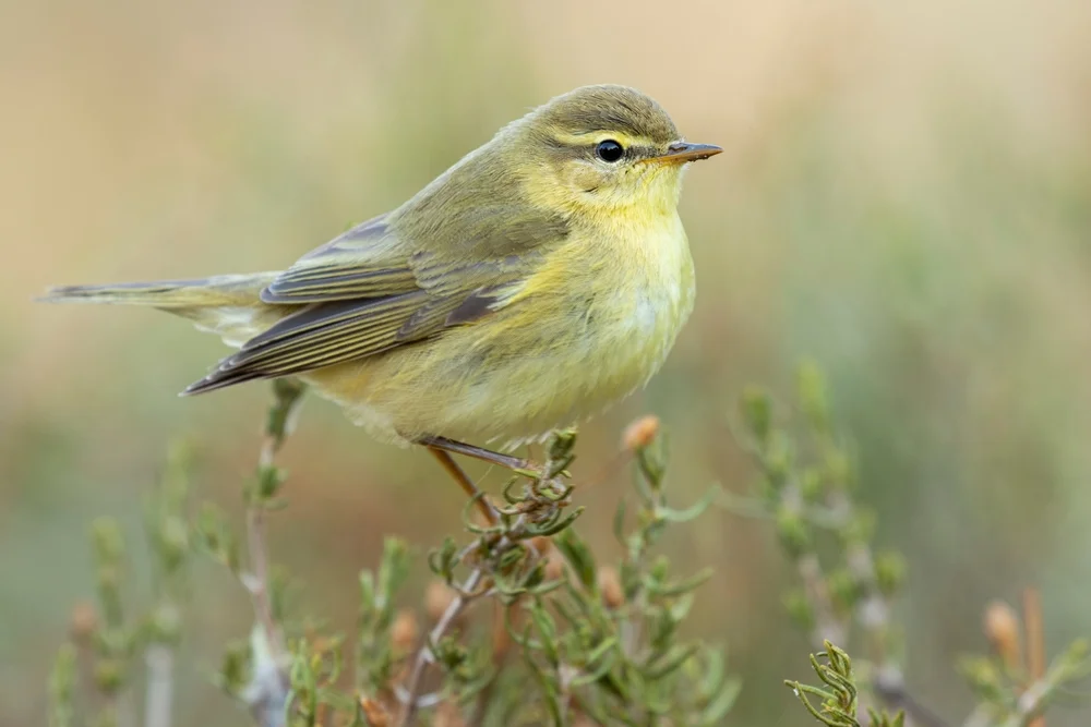 Lauras Laubsänger (Phylloscopus laurae)