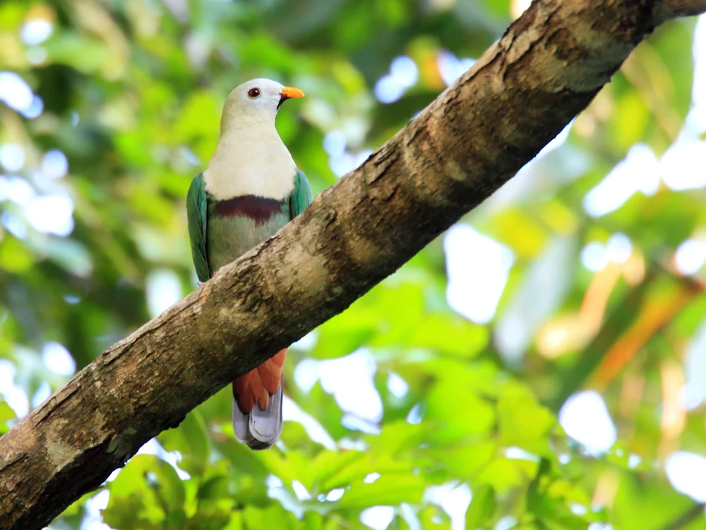 Leclancheris Fruchttaube (Ptilinopus leclancheri)