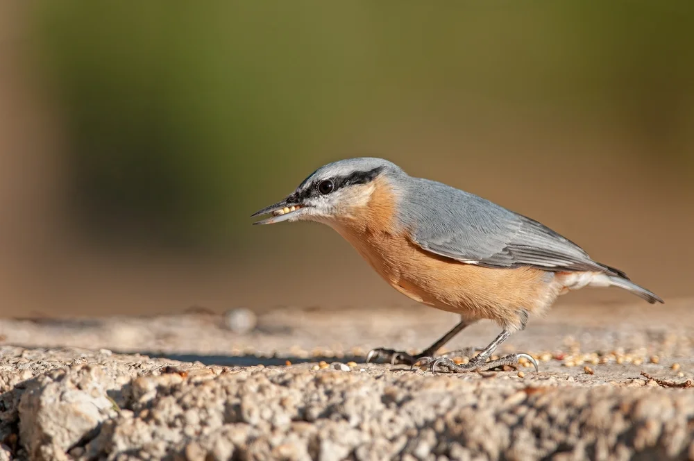 Ledants Kleiber (Sitta ledanti)