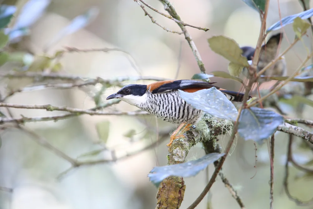 Legallens Nagetier (Cutia legalleni)