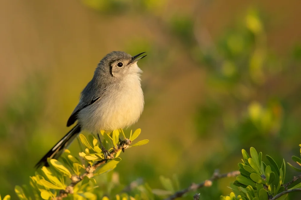 Lembeys Grasmücke (Polioptila lembeyei)
