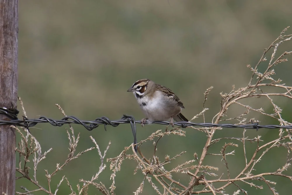 Lerchenammer (Chondestes grammacuslark)