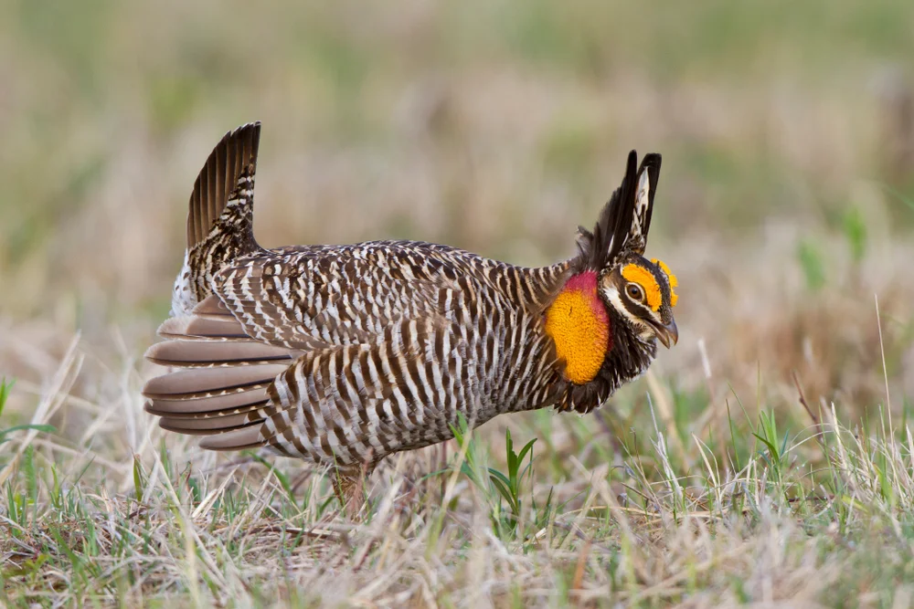 Lesser Prairie-Chicken (Tympanuchus pallidicinctus)