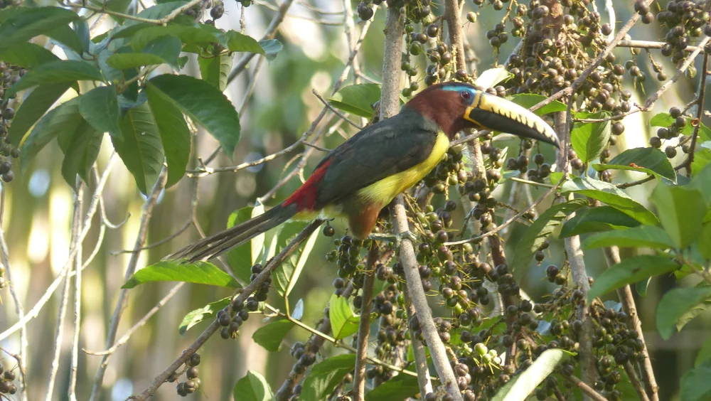 Letra-Araponga (Pteroglossus inscriptus)