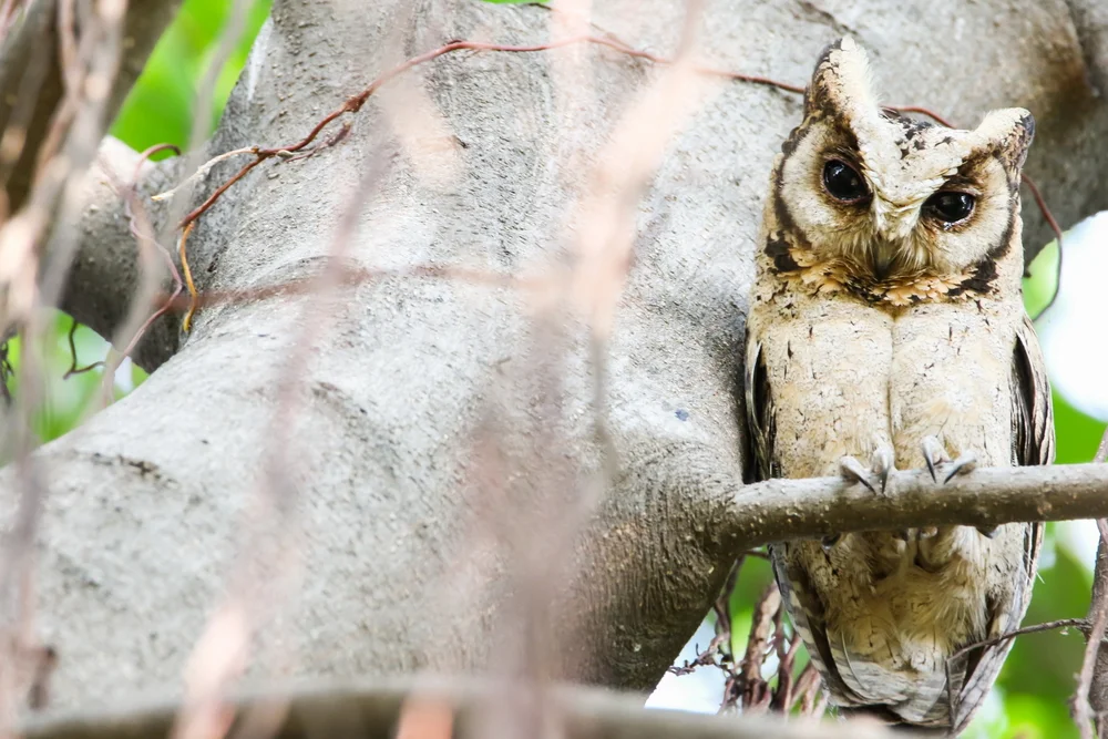 Lettlands Zwergohreule (Otus lettia)