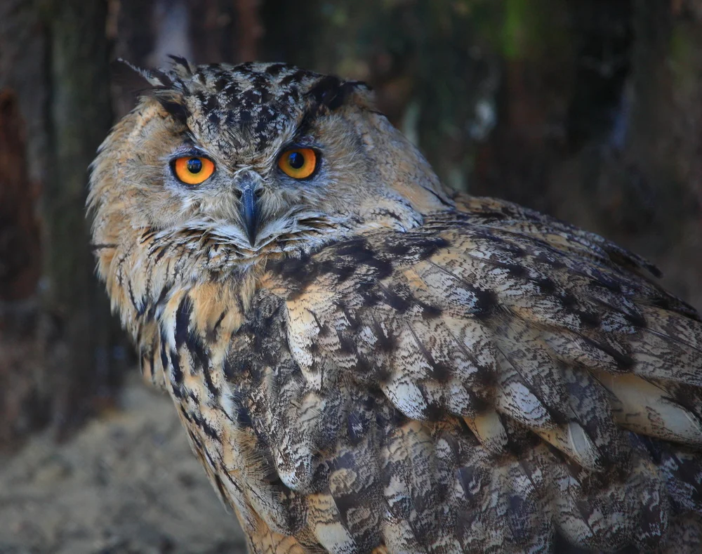 Letts Glanzschwänzchen (Abeillia abeillei)