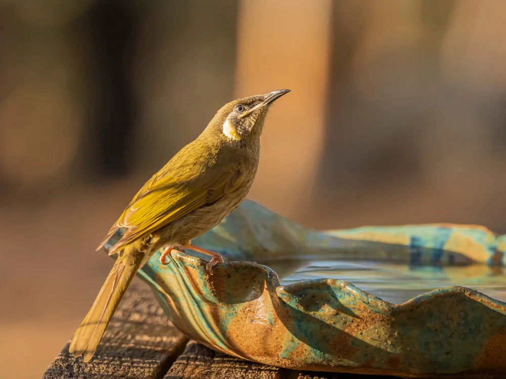 Lewins Honigfresser (Meliphaga lewinii)
