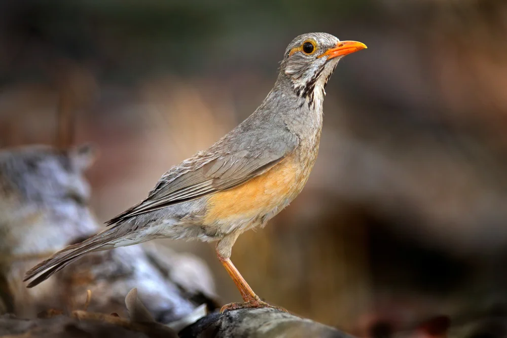 Libonyanadrossel (Turdus libonyana)