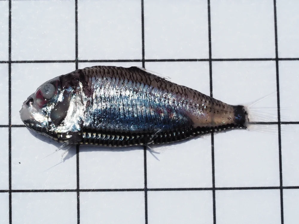 Lichtfische (Phosichthyidae)