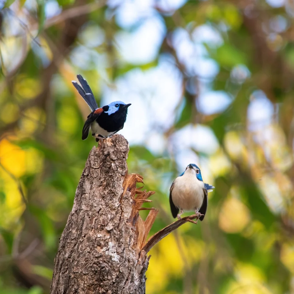 Liebenswerter Staffelschweif (Malurus amabilis)