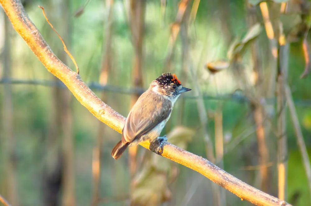 Limas Zwergspecht (Picumnus limae)