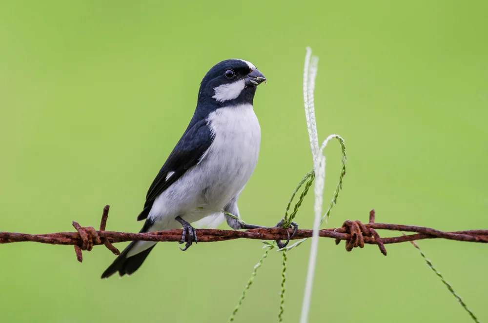 Linien-Saatknospf (Sporophila leucoptera)