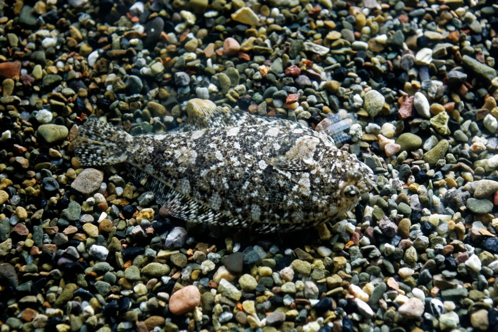 Linsenbutt (Citharichthys)