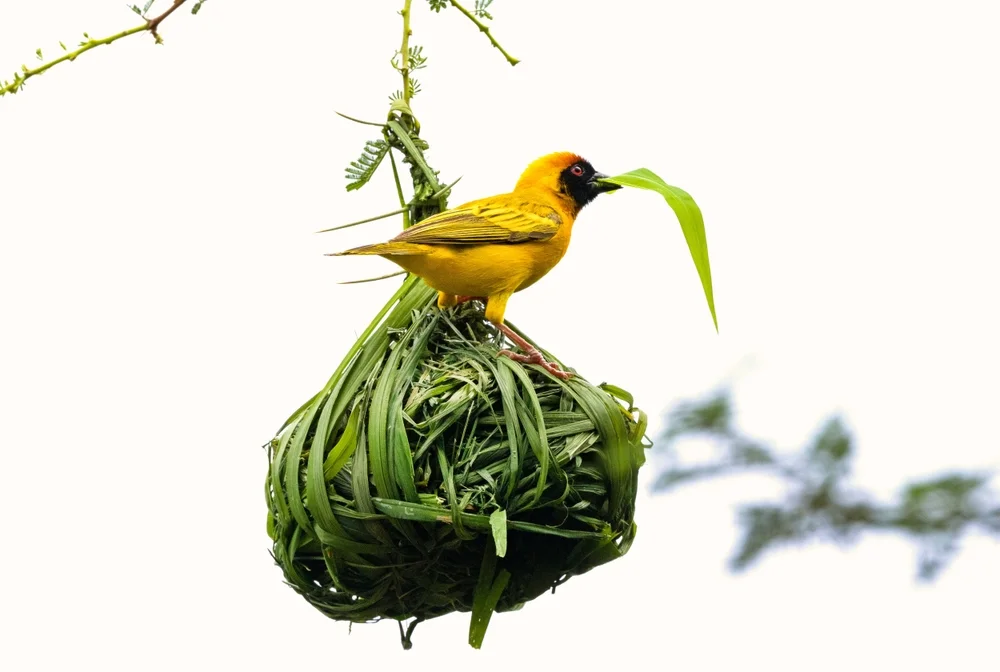 Little Weaver (Ploceus luteolus)